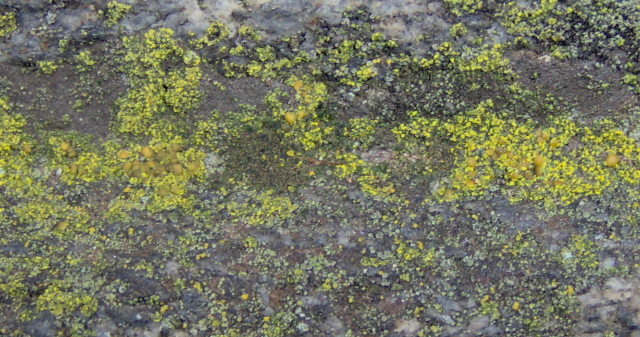 identificazione licheni rupicoli